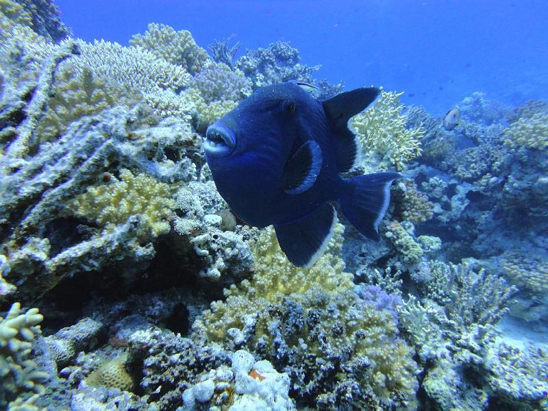 baliste vermicule - Pseudobalistes fuscus.jpg